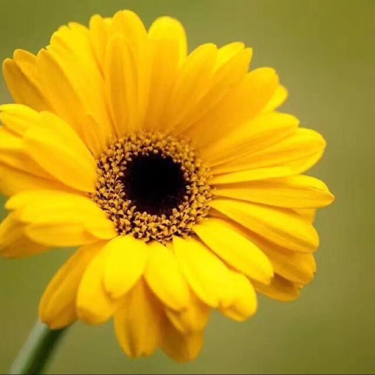 向日葵🌻（拒私聊）