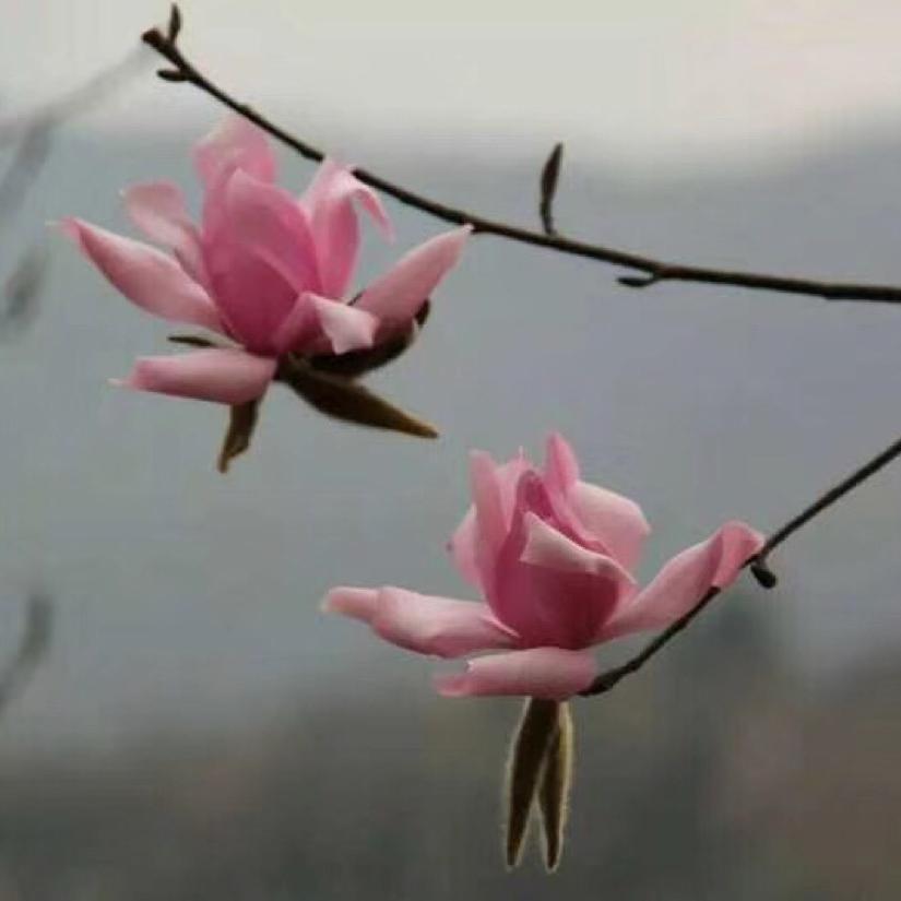 李家三宝
