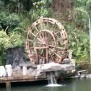 ꧁꫞꯭猪刚鬣꫞꧂