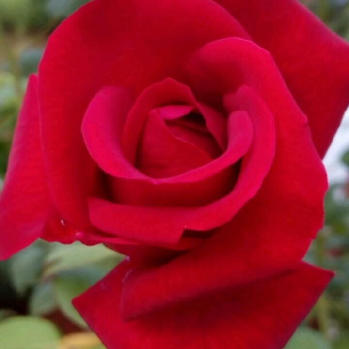 💝真爱👄一生💝