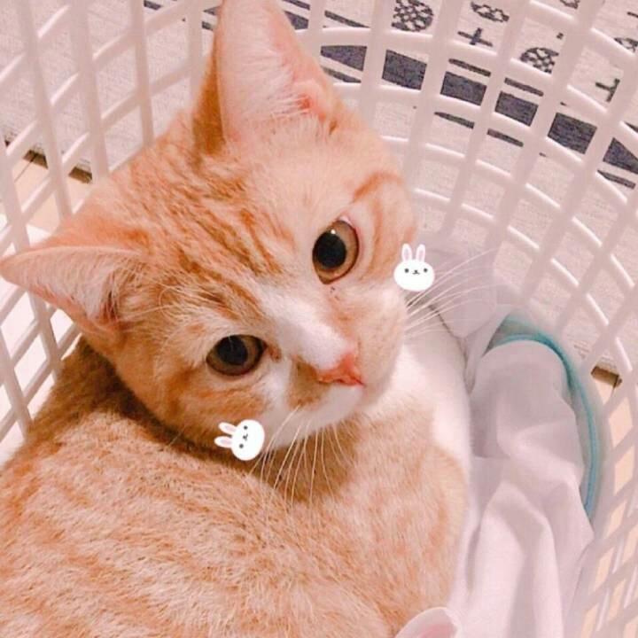 夏木。