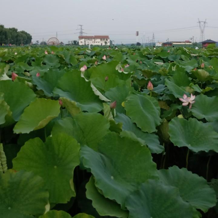 厚德载物