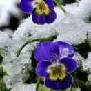 一帆风顺的繁花最在水云间