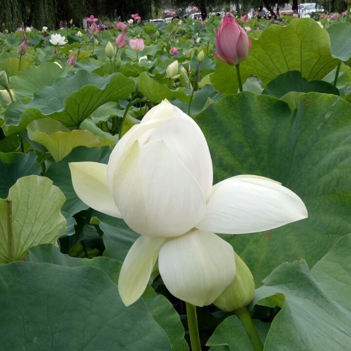 小梅