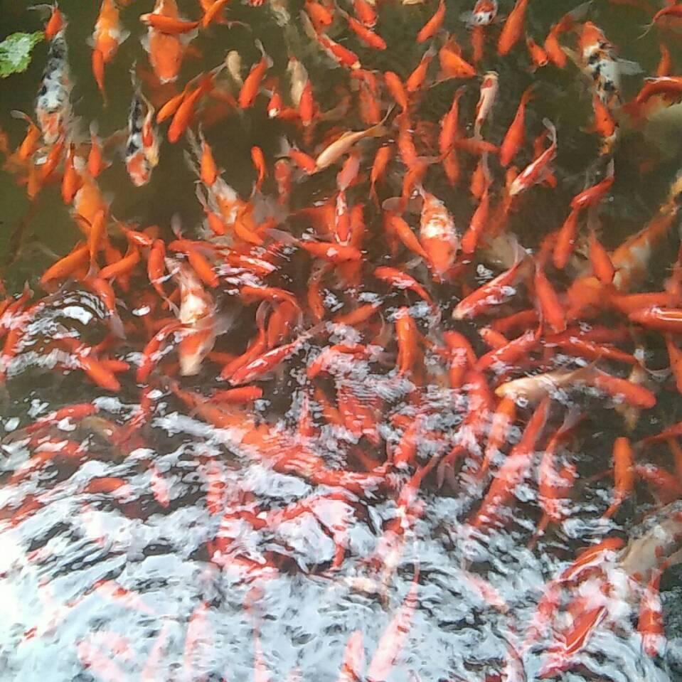 海