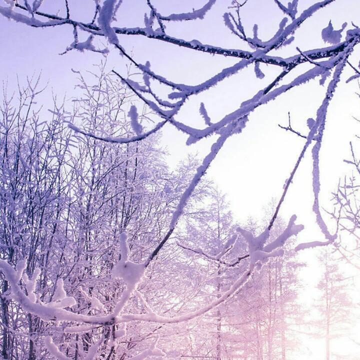雪绒花