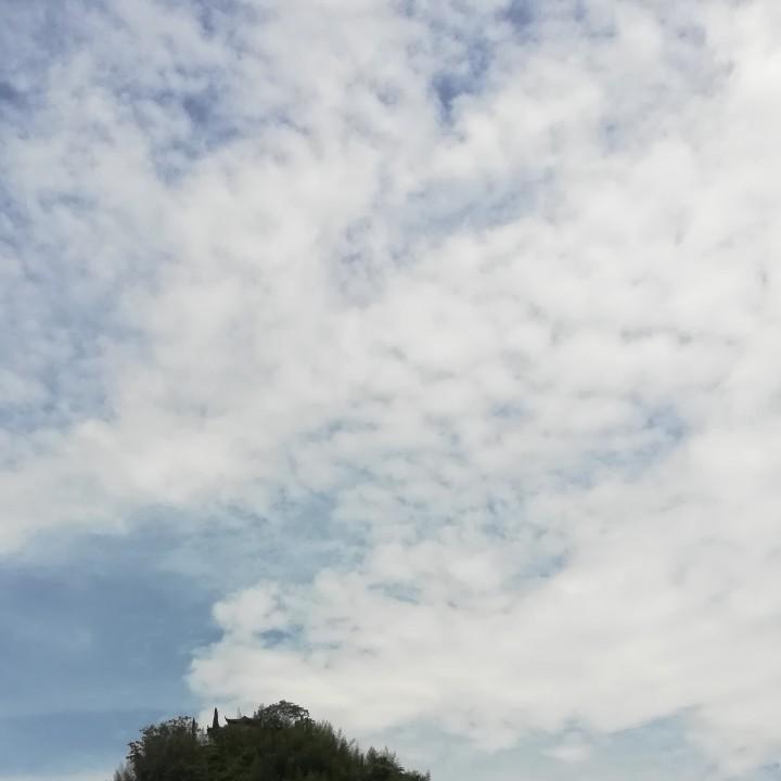 牡丹花