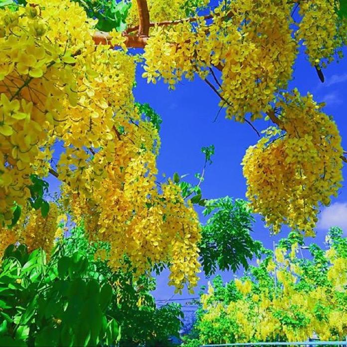 Chulijun