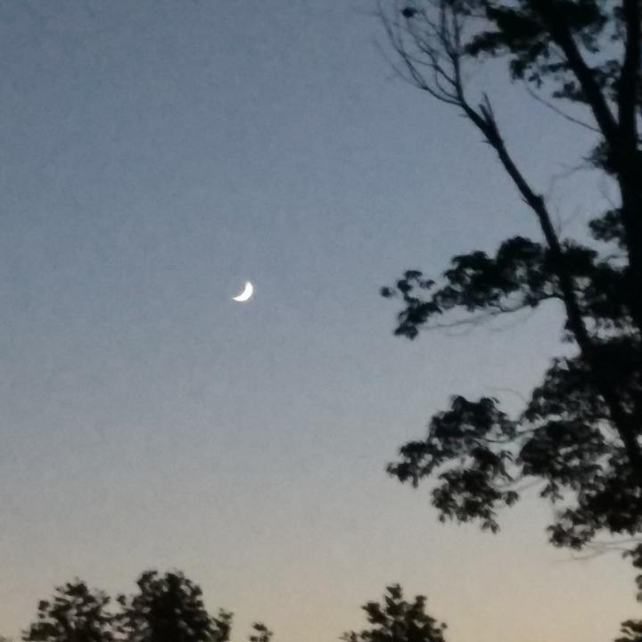 沉香木