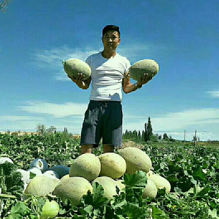 哈密瓜产地何幸福果园