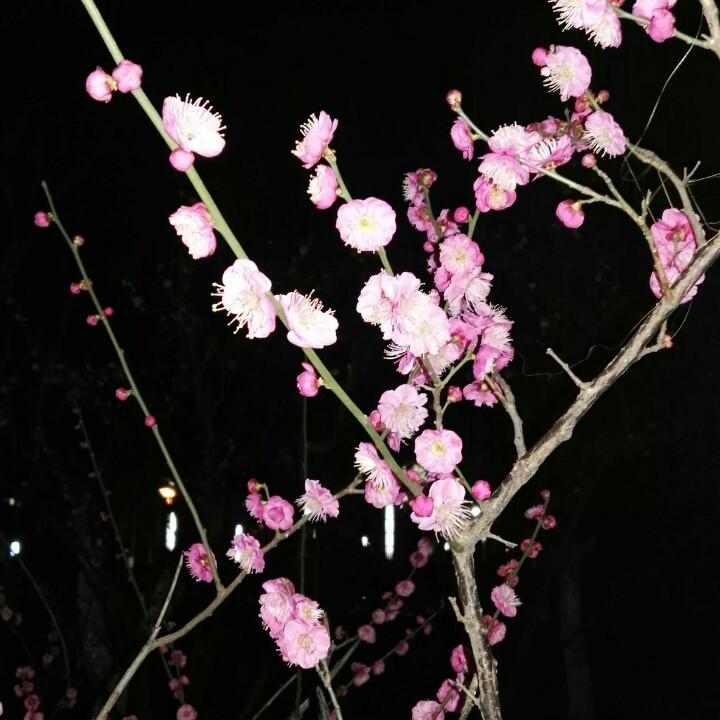蓝兮