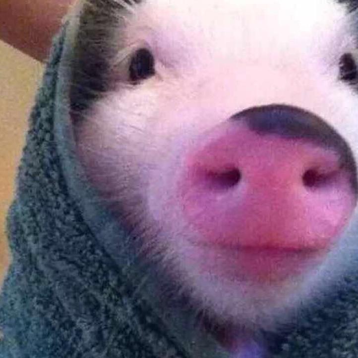 肯德猪༼🐷ིྀ༽