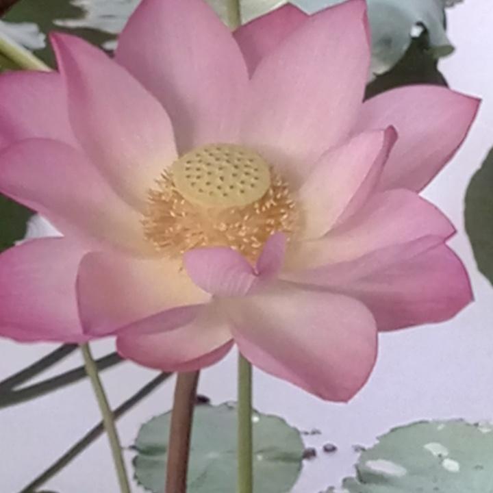 荷塘月色