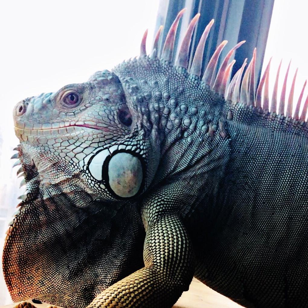 绿鬣蜥叮当麻麻