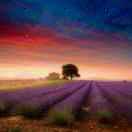 天空🌸🌺🌹🌷