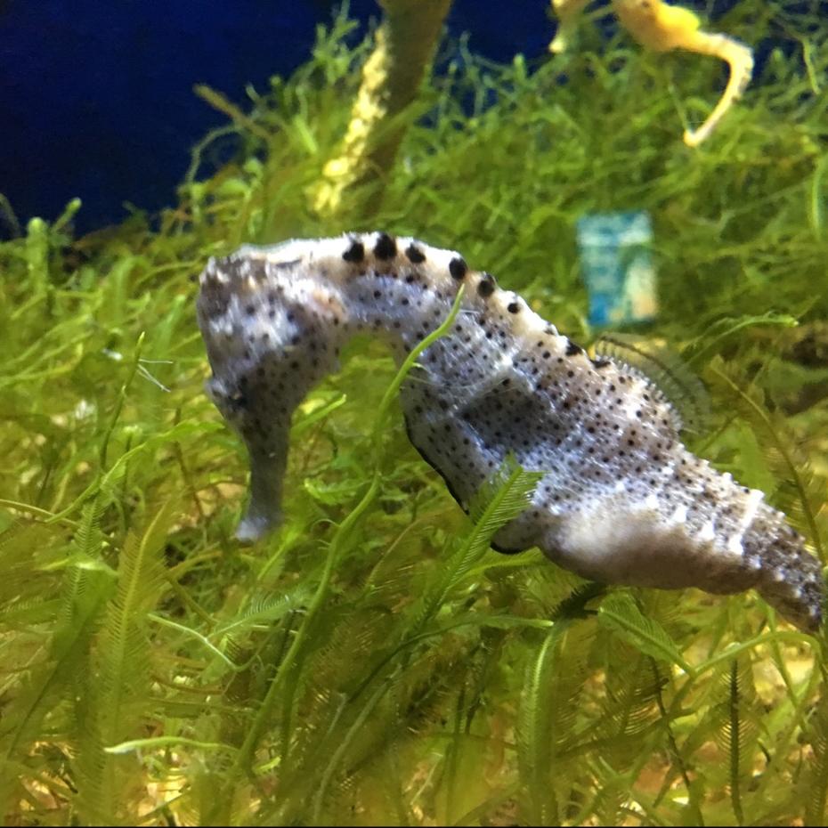 海马王子