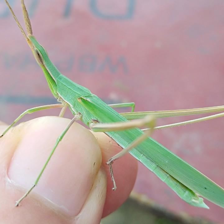 亮哥