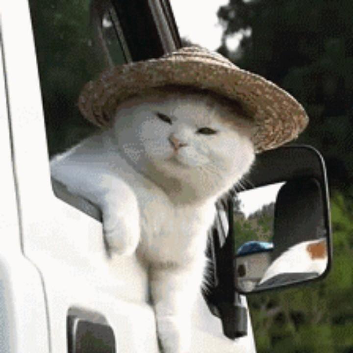 一条咸鱼