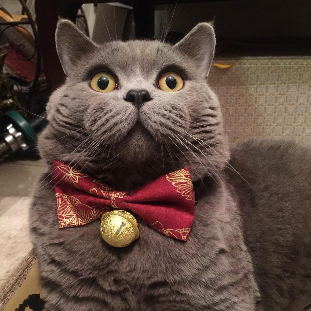 ♡宇宙无敌小宝宝