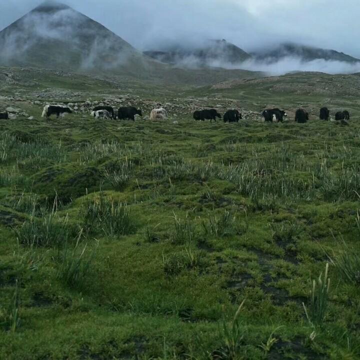 巴落麻麻