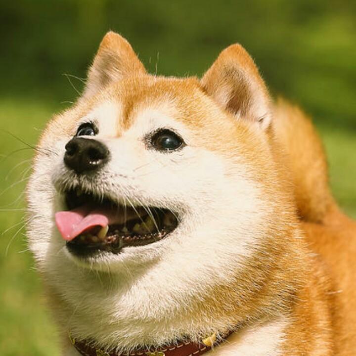 ༺人生£如茶༻