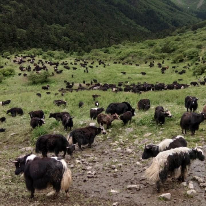兴蓬绿色生态