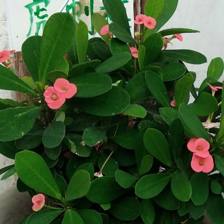 大圣