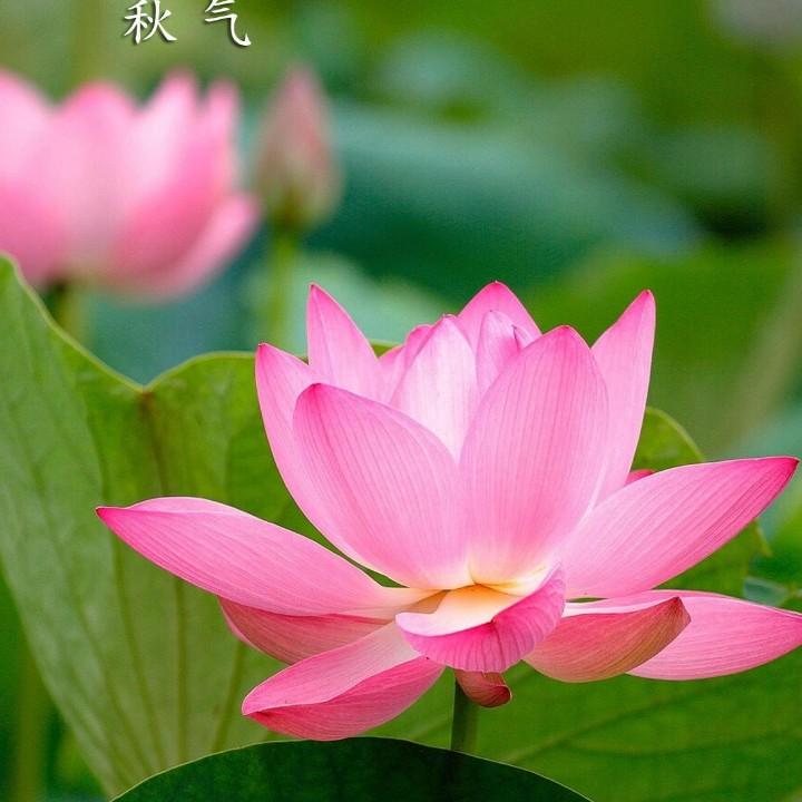 平安是福