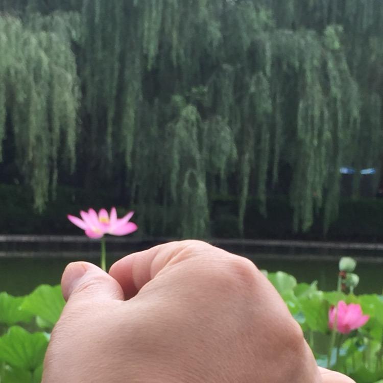 柳芭