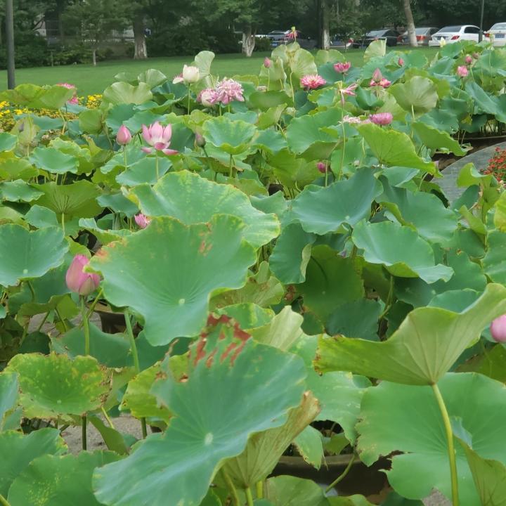 城秋
