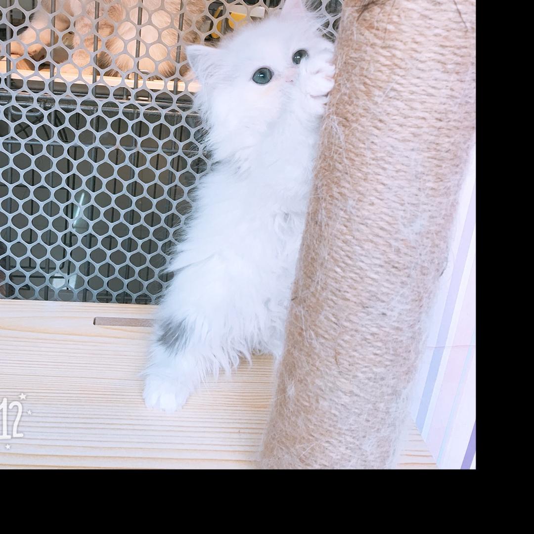 高新区狮山宠乐汇宠物用品店