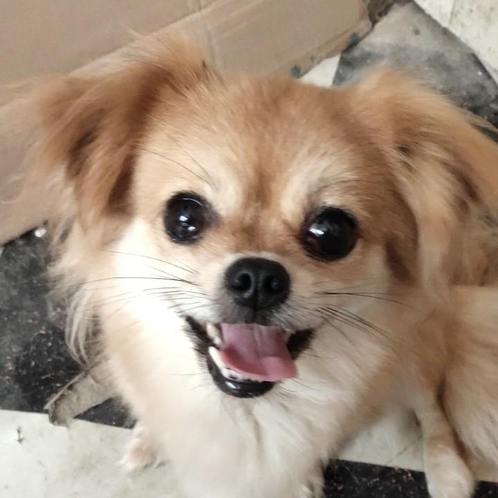 馒头