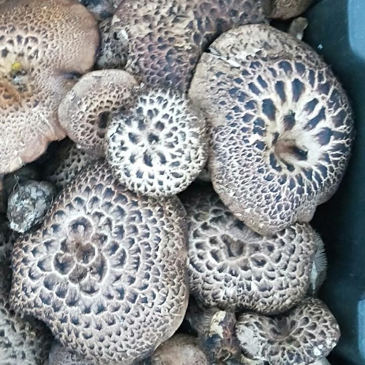 松潘菌之缘商贸有限公司