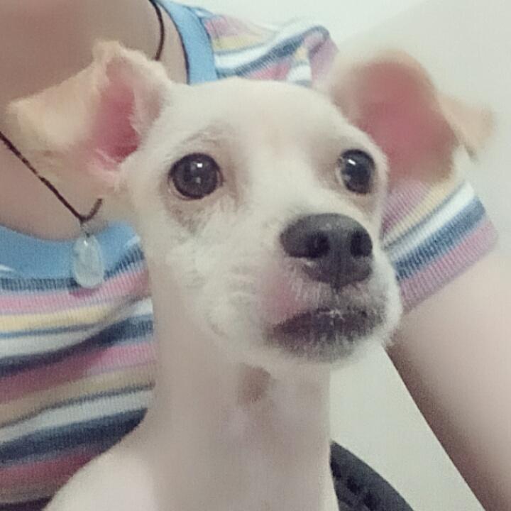 菜菜