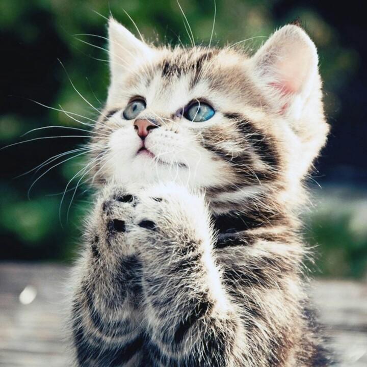懒猫