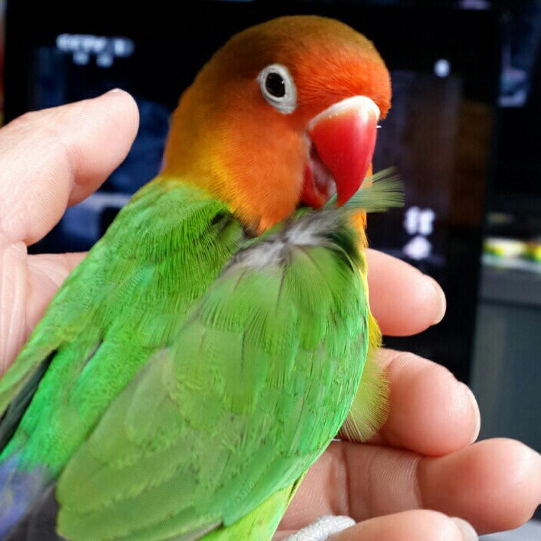 土豆