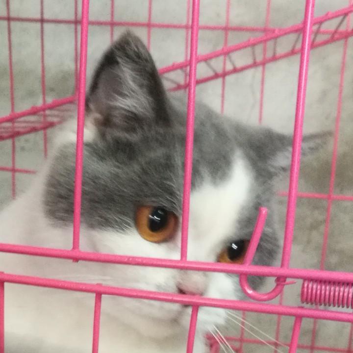 爱宠物