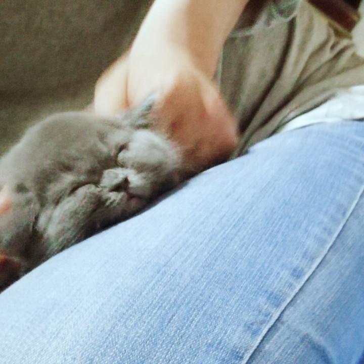 夏天里的熊