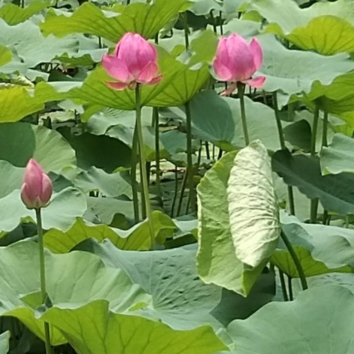 望都服装专业裁剪