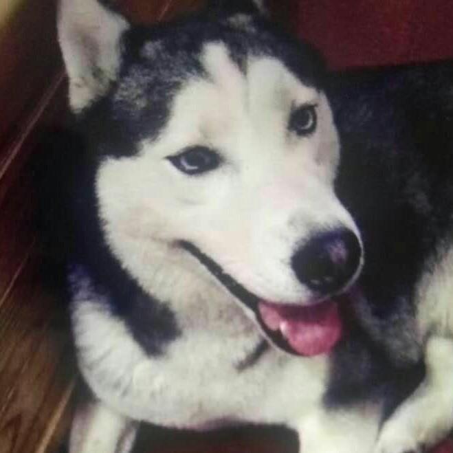 贝戈戈的饲养员