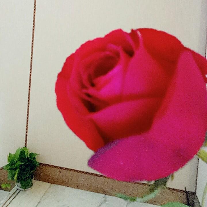 🌹🌹🍀