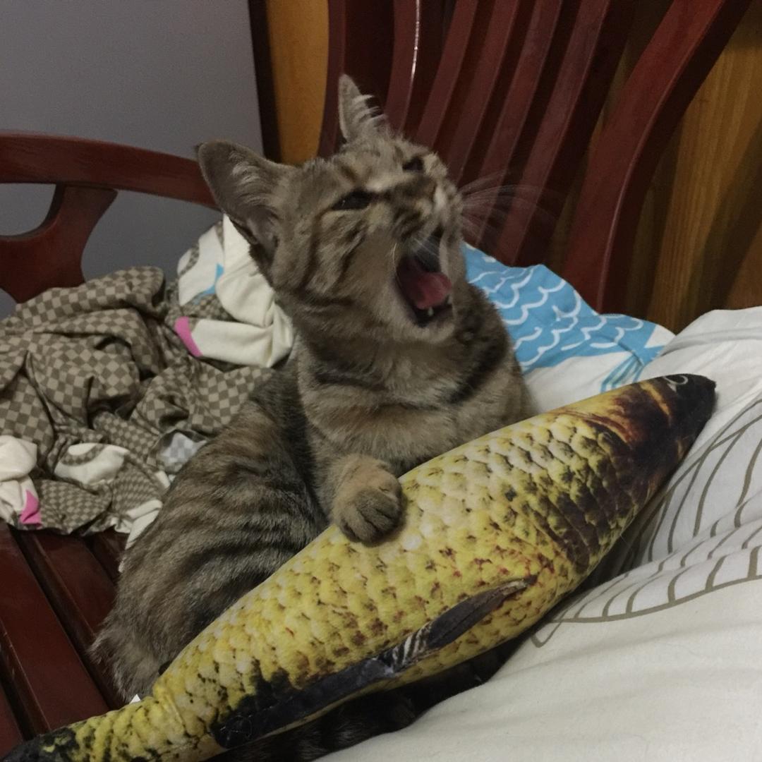 🌈小豆皮🌈　　　　 　　　　   ༽