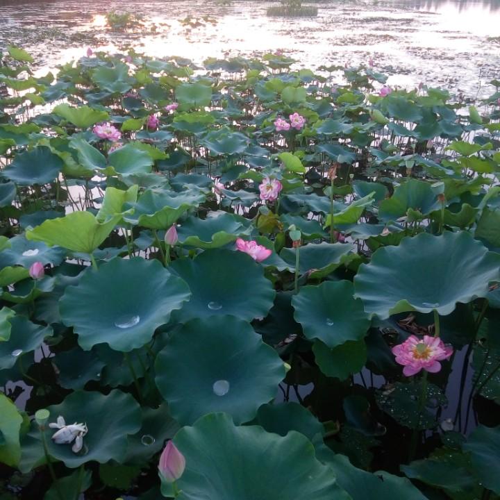 用户5998760695368晓芳