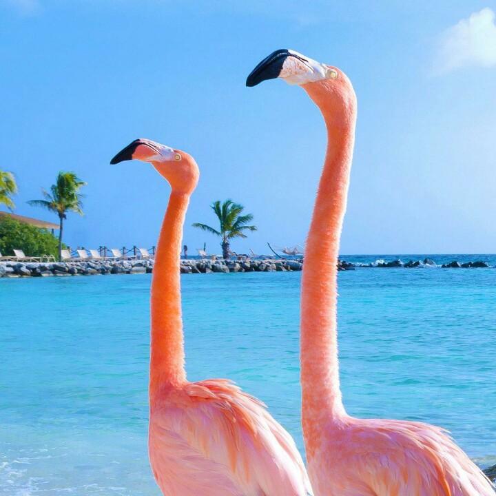 古月