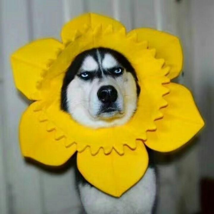 一顿大脖溜