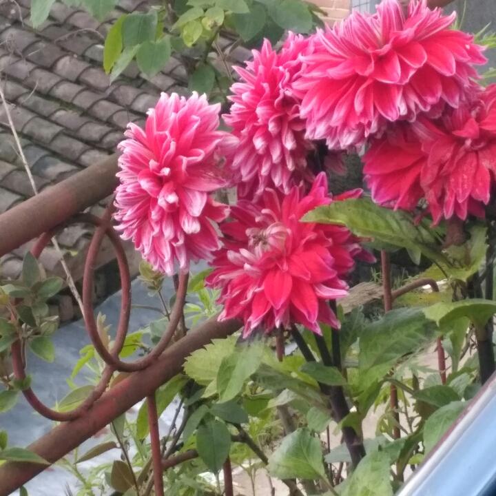 红玫瑰