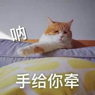 一只小怂许