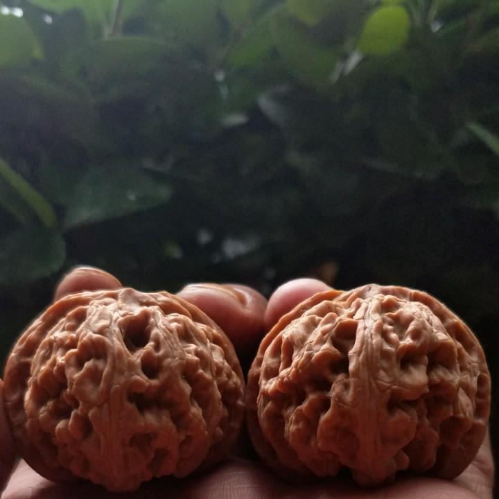 涞水弥泰文玩核桃