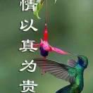 冰心