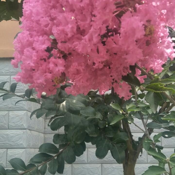梦之篮